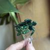 Ocean Series Acetate Turtle Hair Claw Sea Creature Big Shark Clip Fashion Animal Hair Clip  Girl