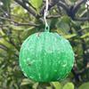 Sticky Fruit Fly Trap Ball Flying Insects Traps Ball Adhesive Fly Catching Ball for Indoor Outdoor House Kitchen Plants Trees