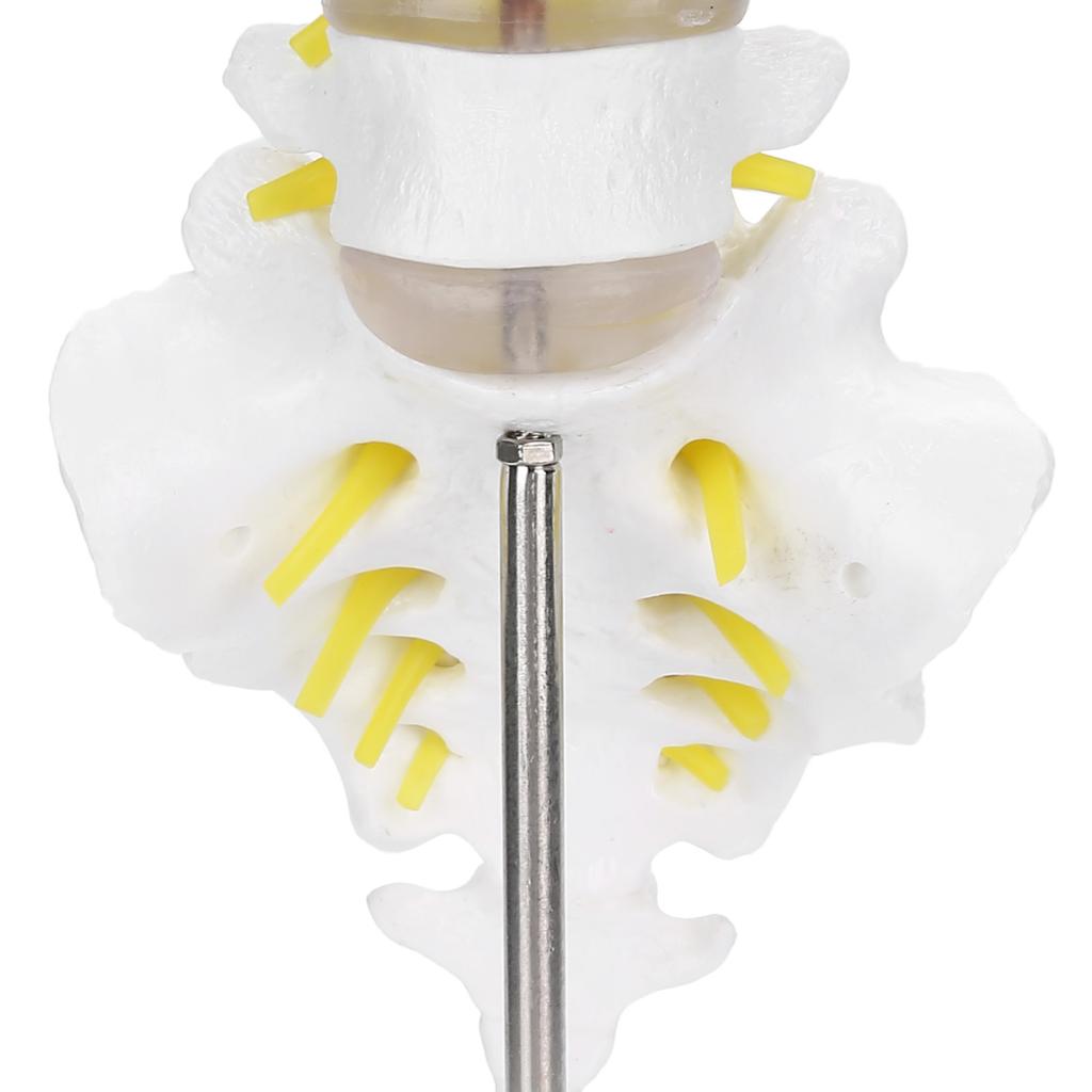 Human Lumbar Vertebral Model School Educational Teaching Model Tool Spine Model