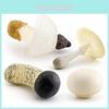 Set Realista de Hongos con Shiitake Comestible, Enoki, Matsutake, Sombrero Venenoso, Modelos Decorativos, Ideal Para Exhibición en el Hogar