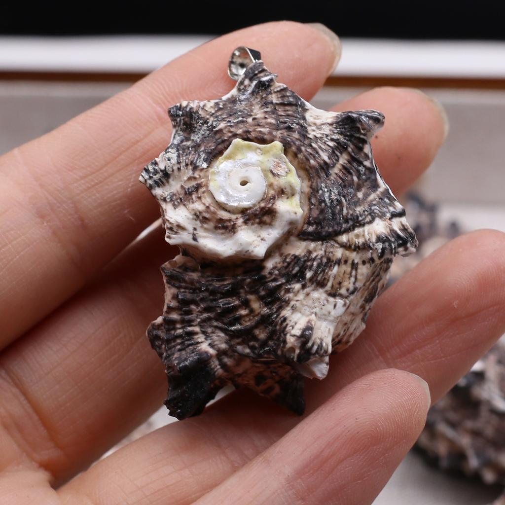 10Pcs Black Conch Pendant Shell Necklace Pendant 20-40mm For Jewelry Making DIY Necklace Bracelet Earrings Accessory