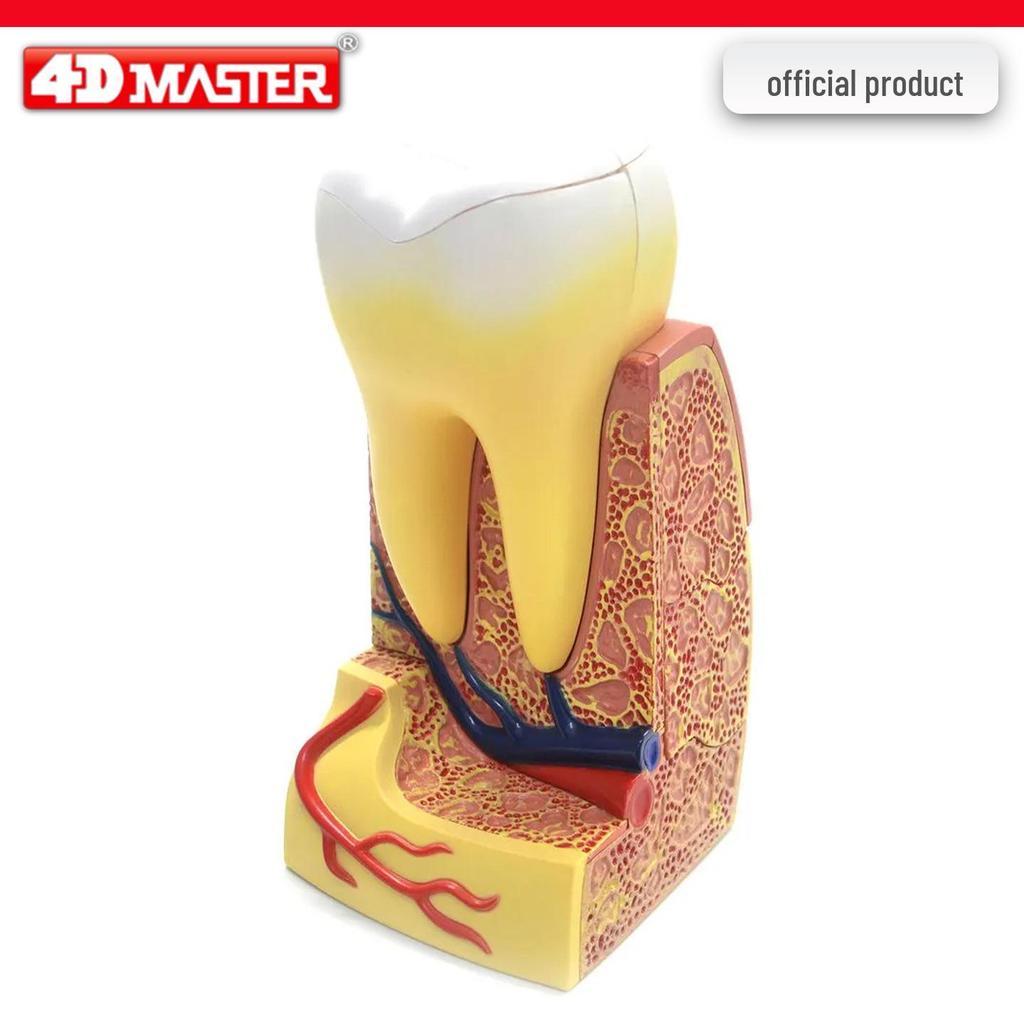 4D Knee Joint Ligament Anatomy Model for Medical Teaching