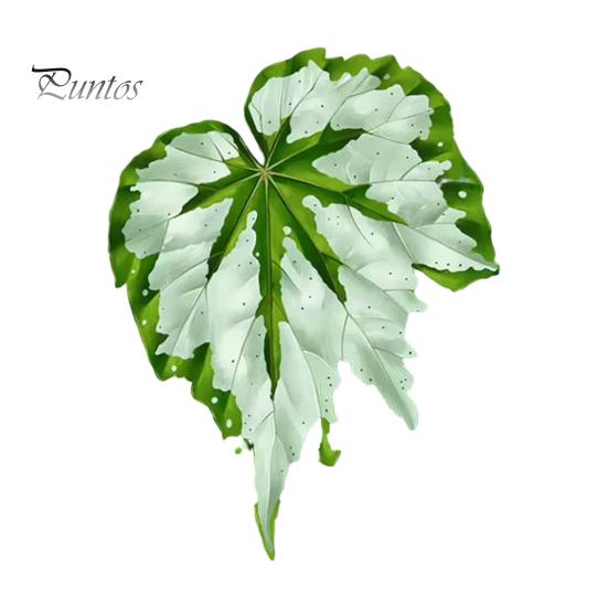 Tropical Plant Refrigerator Magnets 3D Plants Magnet, Acrylic Green Decorative Fridge Home Decor Memo Notes Photo Holder for Kitchen Office