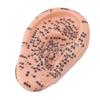 17cm Ear Acupuncture Model Clear Acupoint Professional Ear Reflexology Display Model for Learning