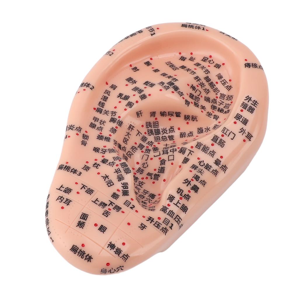17cm Ear Acupuncture Model Clear Acupoint Professional Ear Reflexology Display Model for Learning
