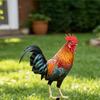 Realistic Acrylic Animal Yard Stake, 2D Flat Chicken Goose Bird Bunny Garden Sign for Pathway, Patio, Lawn Outdoor