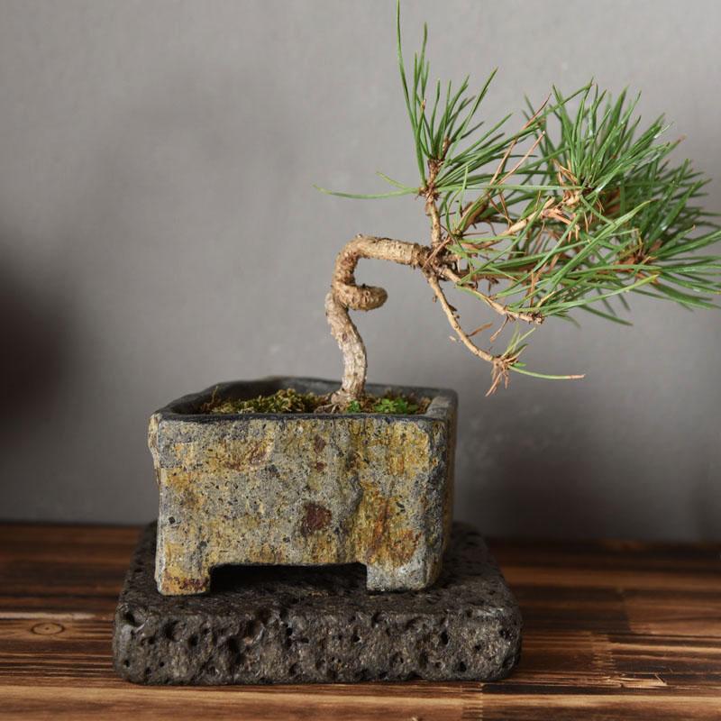 Basalt FlowerPot Succulent Plant Nursery Planter Natral Stone Vase Decoration Home Table Craft Bonsai Garden Decor New Year Gift