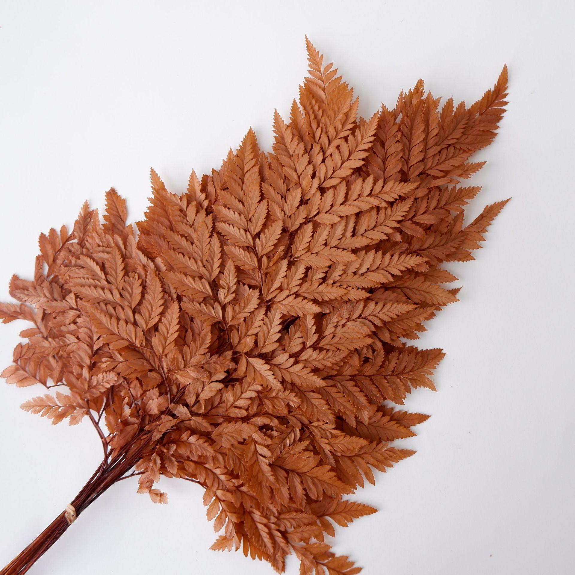 

Вечный альпийский папоротник Золотой альпийский папоротник Бессмертный цветок Сухоцветный букет Свадебное украшение с травой темно-коричневого