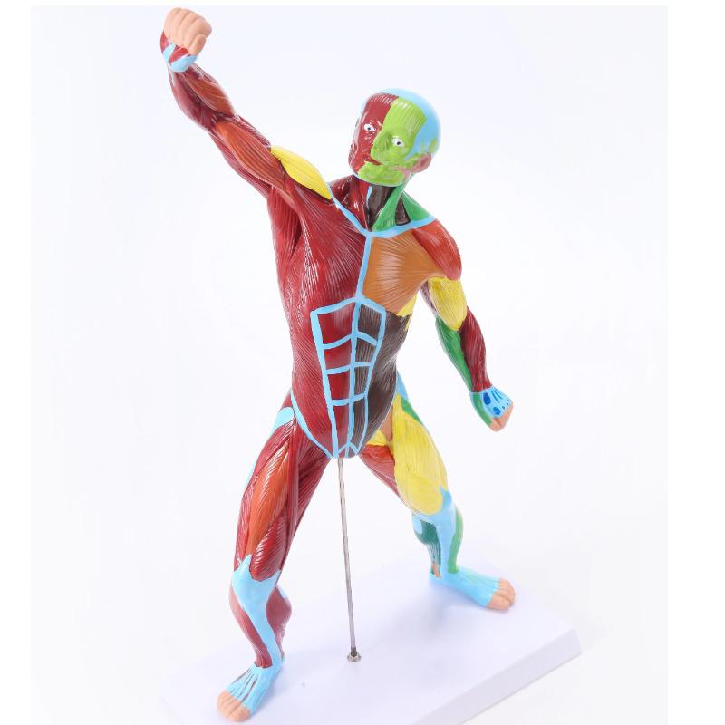 50CM Colored Full Body Muscle Anatomy Model for Sports & Medical Study