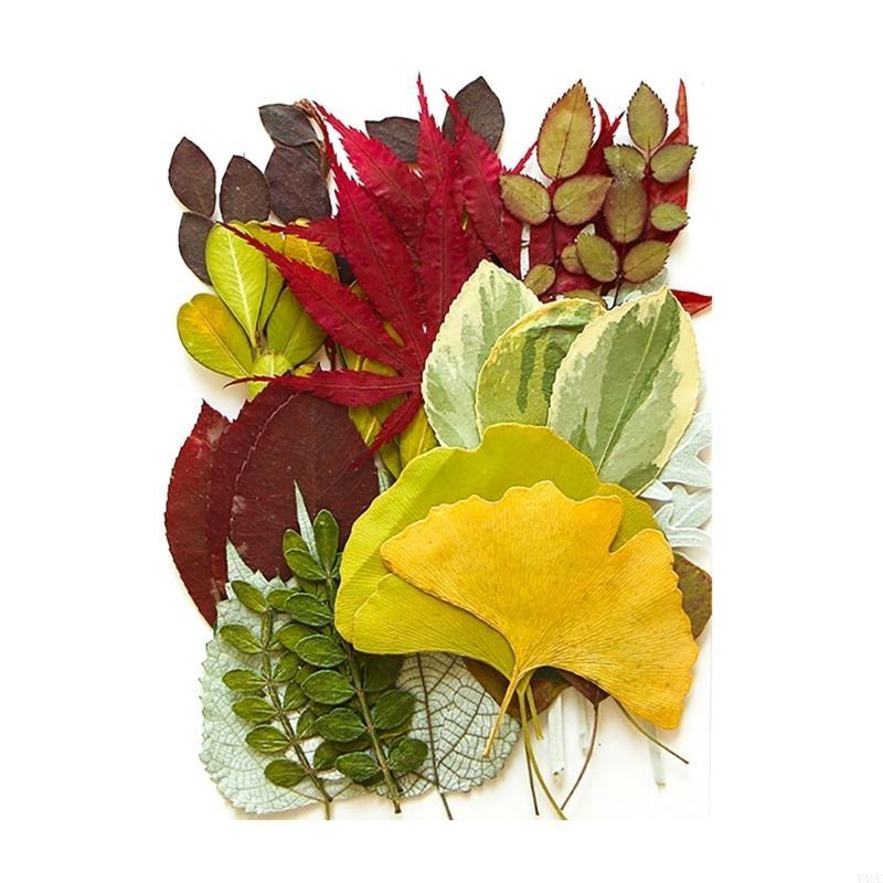 35Pcs Natural Pressed Dried Leaves Set For Candle Making Jewelry Making Art Craft Bookmarks Crafting Scrapbooking