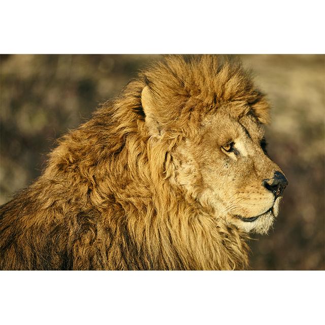 Black White Animals Art Lions Oil Painting Canvas Art Posters and Prints Wall Pictures for Living Room Home Wall Decor