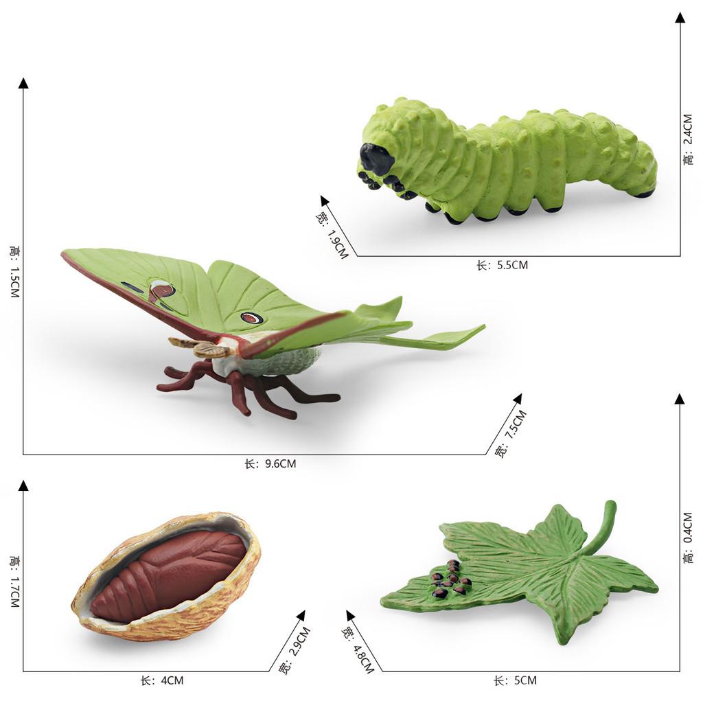 Realistic Pvc 4 Piece Luna Moth Growth Cycle Model Detailed Display Figurine Set