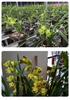 Premium Orchid Planting Medium - Nutrient Rich Soil Granules for Clivia & Phalaenopsis with High-End Pine Bark