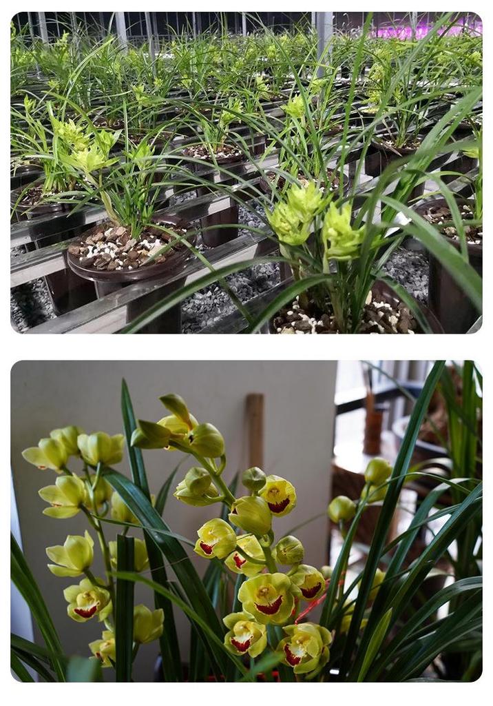 Premium Orchid Planting Medium - Nutrient Rich Soil Granules for Clivia & Phalaenopsis with High-End Pine Bark