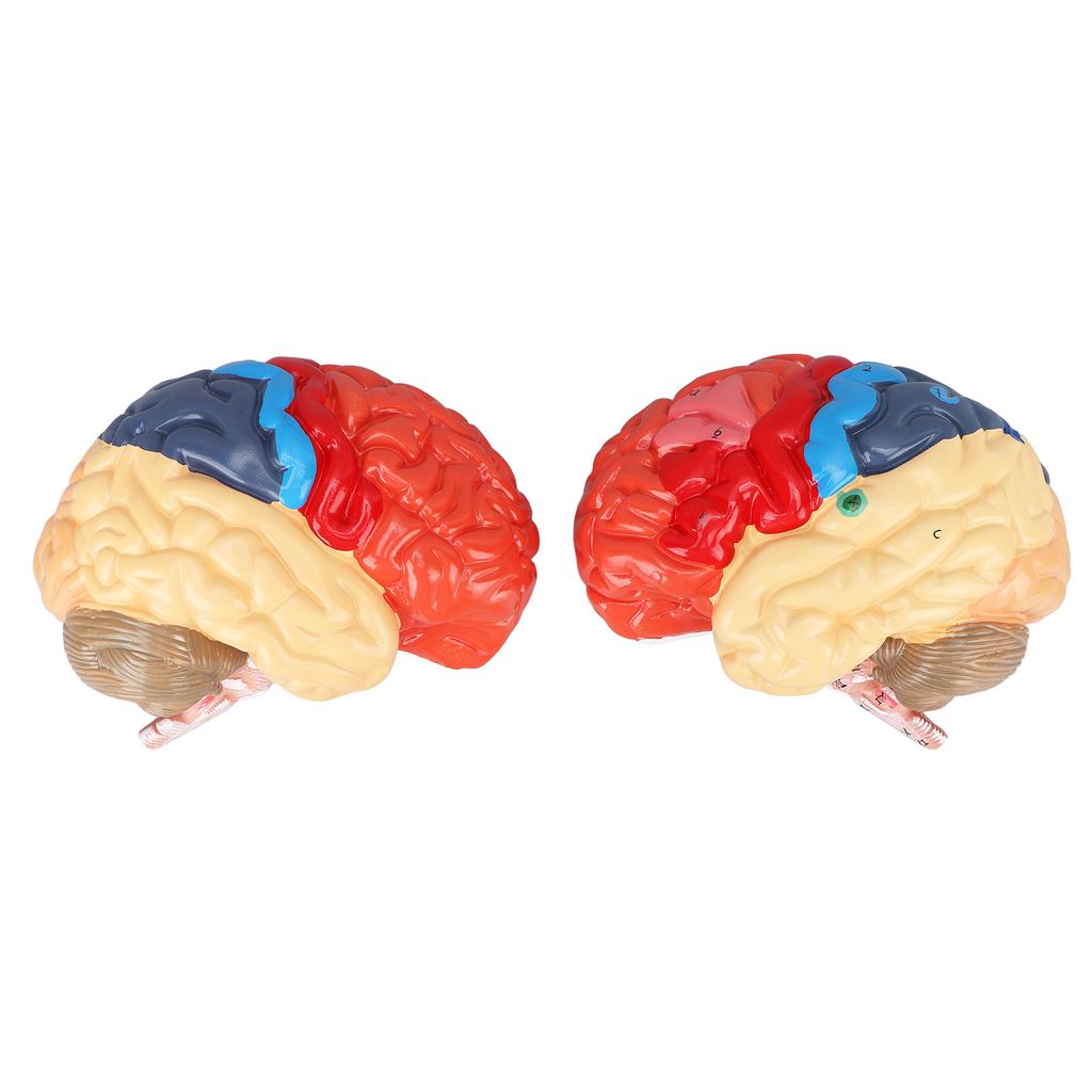 Anatomisches menschliches Gehirnmodell Hirnarterie farblich unterteilt linkes rechtes Gehirn zusammengebautes Modell für
