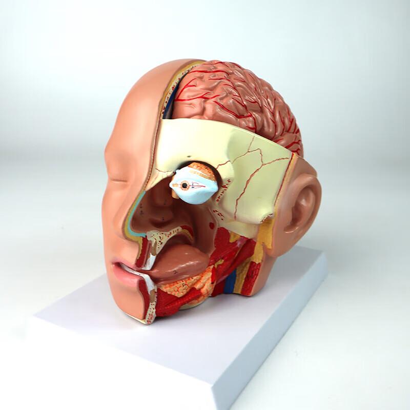 Human Head and Brain Anatomy Model