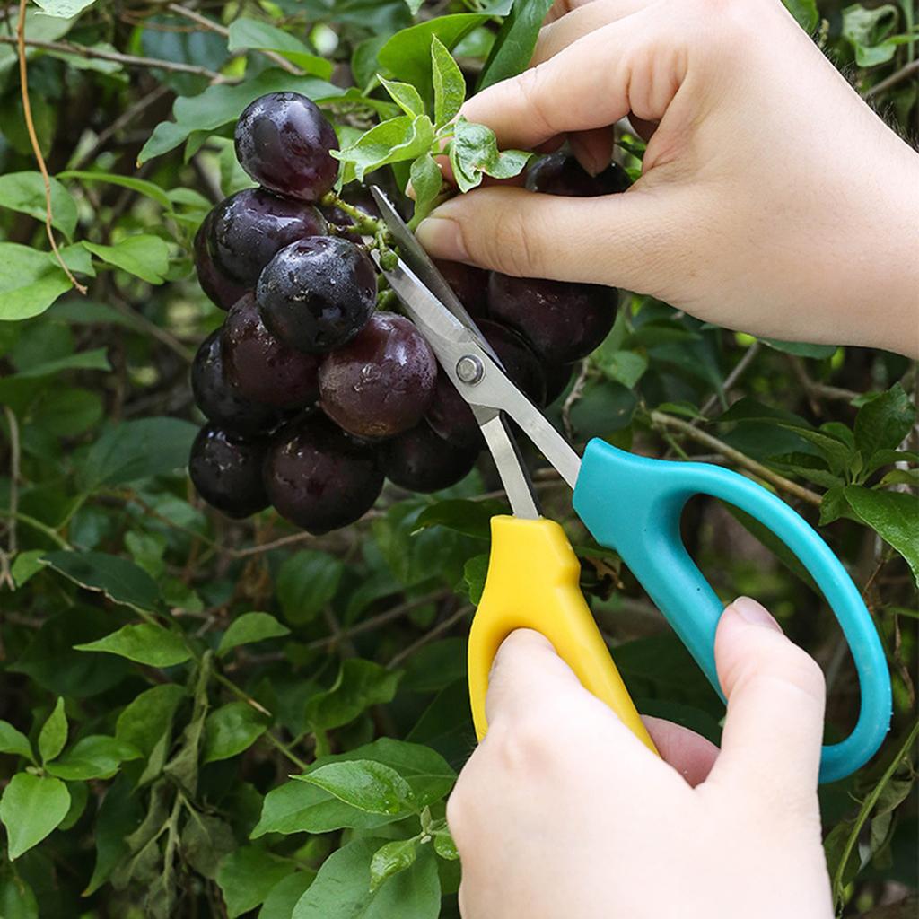 Multifunctional Alice Garden Scissors Sturdy Garden Fruit And Grape Pruning Shears With Soft Handles And Curved Blades