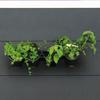 Nature - Nature Vertical Garden / Kit for Herbs and Flowers