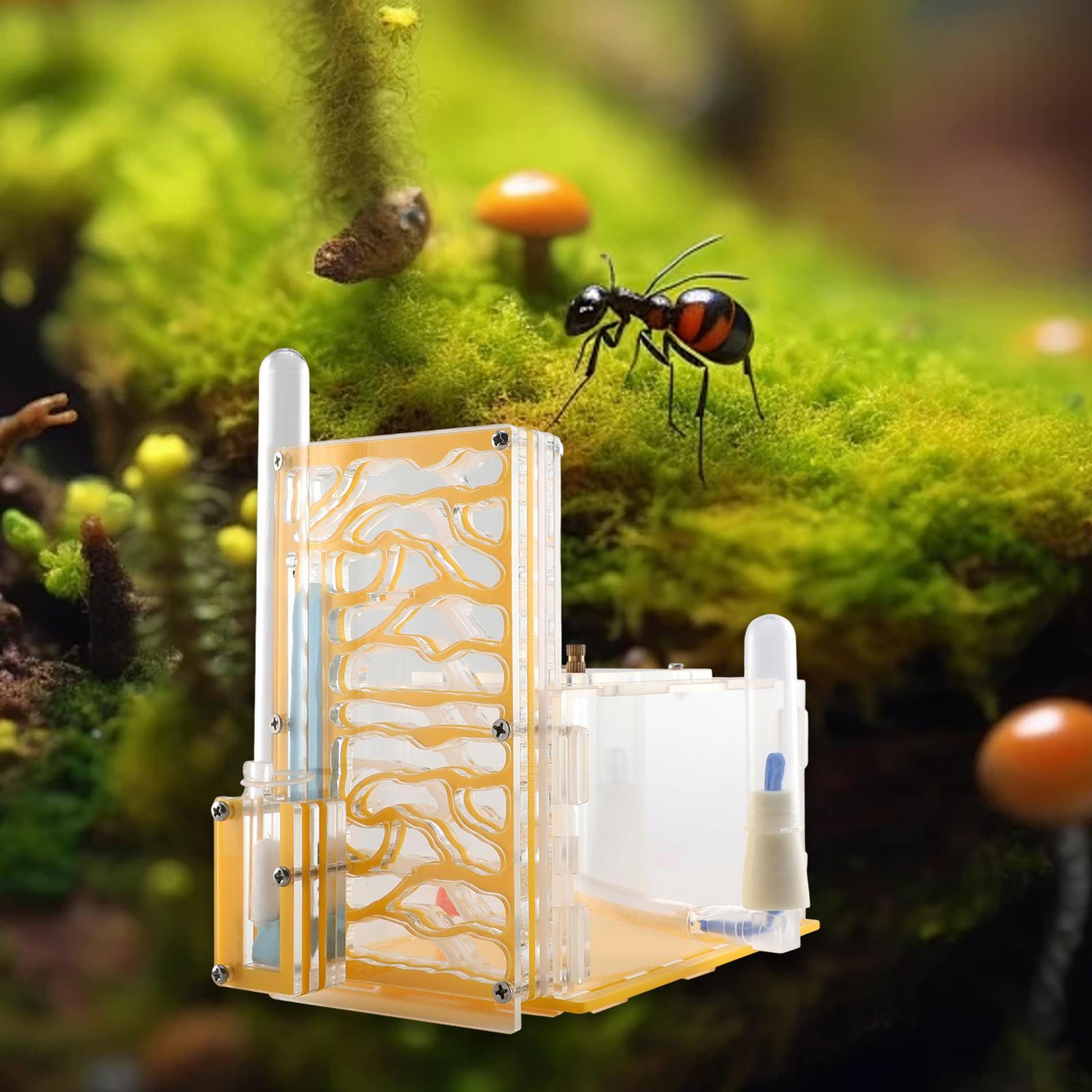 

Ферма с кормушкой, прозрачный инкубатор для научных целей жёлтый