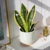 6Pcs Monstera Plant Magnets Eyes Potted Plants Decoration Funny Plant Safe Magnet Pins Charms House Plant Accessories for Plant Lovers
