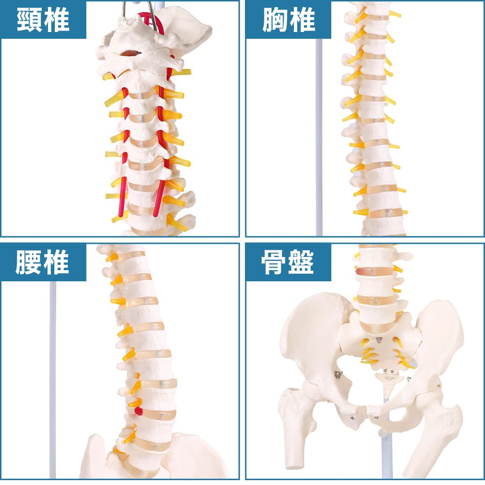 Model pelvin spinal UPstore, mărime naturală, model de coloană vertebrală 90cm, model spinal mobil, dimensiuni 11, model de măduvă spinală suspendată cu piedestal, pelvis masculin mobil