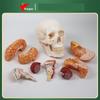 Detachable Human Skull and Brain Anatomy Model