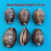 Conch Shells & Starfish for Hermit Crabs: Aquarium Decor & Drift Bottle Accessories