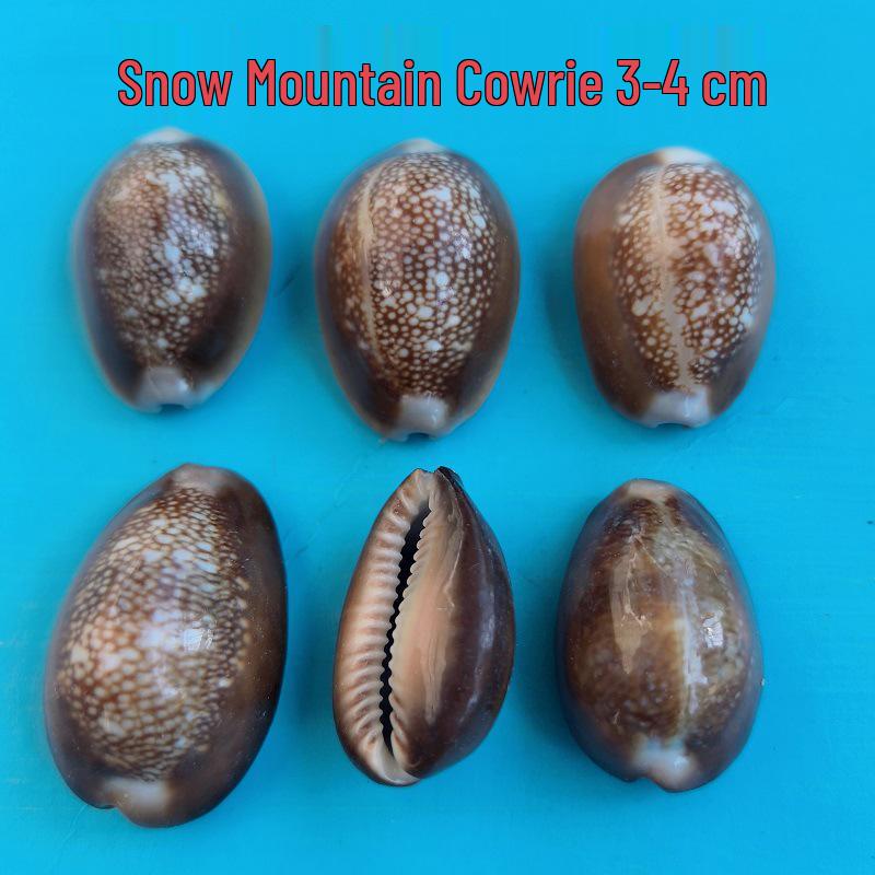 Conch Shells & Starfish for Hermit Crabs: Aquarium Decor & Drift Bottle Accessories
