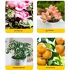 100Pcs Greenhouse Bonsai Collar Signs Ring Label Hook Tree Marker Nursery Stake Plastic Garden Hanging Plant Tags
