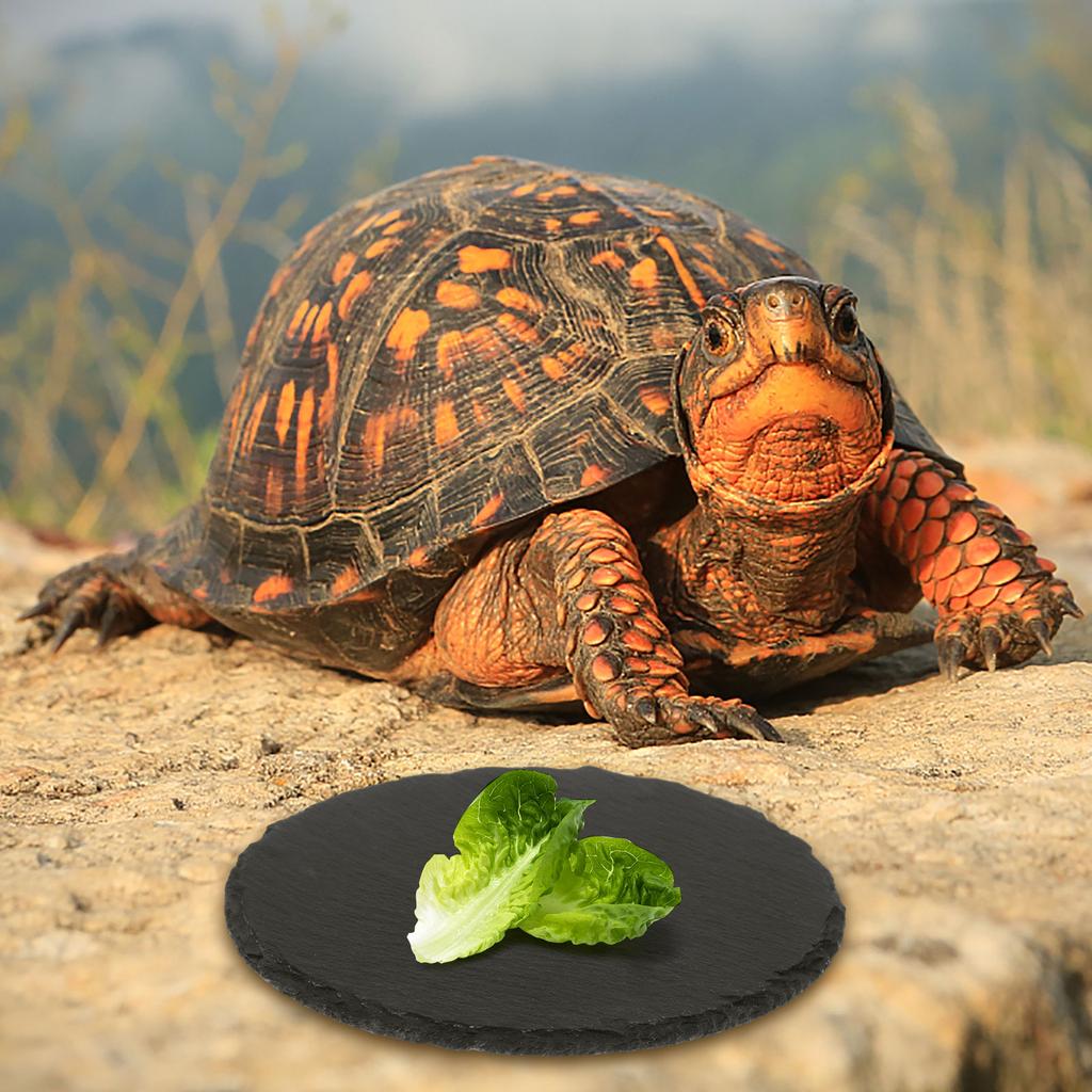 4 Pcs Reptile Basking Platform Tortoise Rock Plate Slate Reptile Basking Platform Feeding Dish Natural Rock Bathing Resting Plat