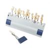 VITA Dental Whitening Shade Guide, 29 Colors, 3D Dental Model Board