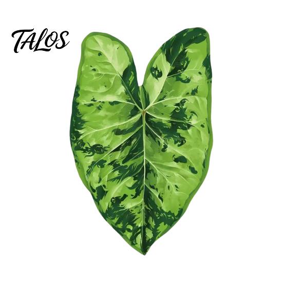 Botanical Fridge Magnets 3D Tropical Plants Refrigerator Magnet, Acrylic Green Decorative Plant Home Decor Memo Notes Photo Holder for Kitchen Office