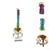 Human Spine Model Skeleton Column Study Male Pelvis for Teaching Aid