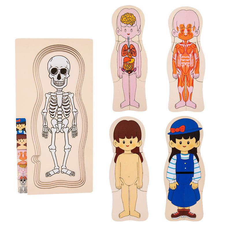 Children's Early Education Characters Body Organ Structure Cognitive Puzzle Brain Multi-Layer Development Wooden Toys