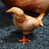 PP Cotton Filled Animal Body Pillow 30cm Size Animal Cushion Doll Toys Chicken Pillow  Bedroom Use