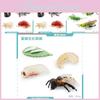 Realistisches Mini-Insekten-Set mit Heuschrecke, Biene, Spinne und Lebenszyklus-Modellen zum Lernen