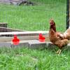 Complete PVC Pipe Chicken Feeder Set with Automatic Water Nipples and Cups