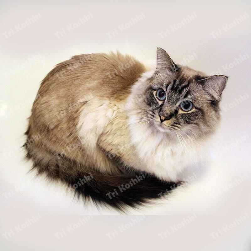 Tri koshki RC035 Anime Dog Ragdoll Sticker Waterproof PVC Decoration Door Living Room Kids Room