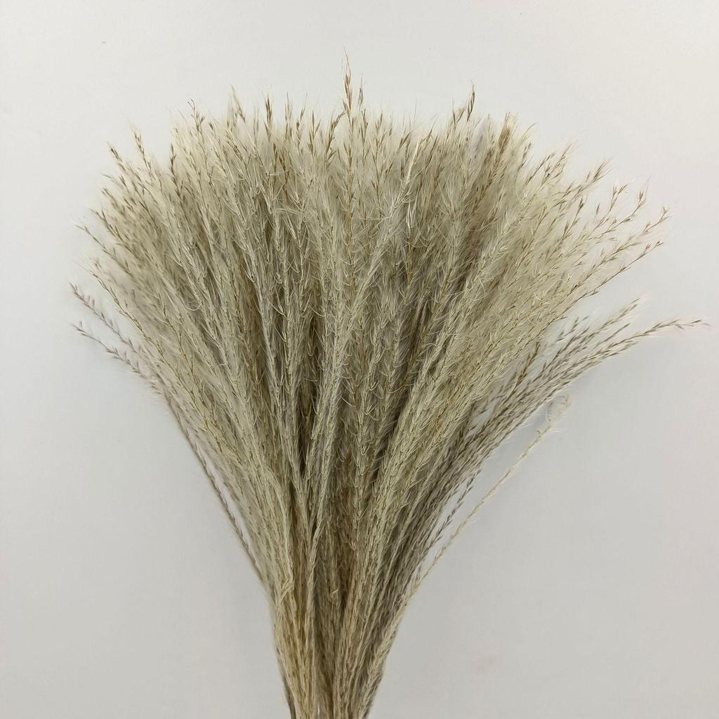 Whisk Rabbit Tail Grass Dried Flower Bouquet - Natural Pampas Grass & Small Reed