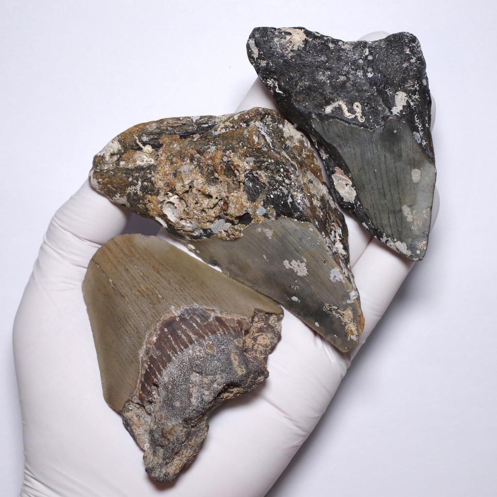 Stone Natural Fossil Megalodon North United States Specimen Set of 6 [N2 Natural] (Carcharocles/Otodus Megalodon) - Carolina, - (2 "One-of-a-kind"