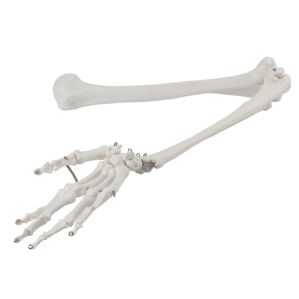 Modelo profesional de hueso de brazo y mano humana, modelo de hueso de miembro superior para demostración didáctica.
