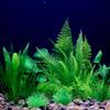Künstliche Unterwasser-Pflanzen aus Kunststoff für Aquarien, Aquarien, gefälschte Sträucher, grünes Wasser, Gras, Betrachtungssimulation, Dekoration