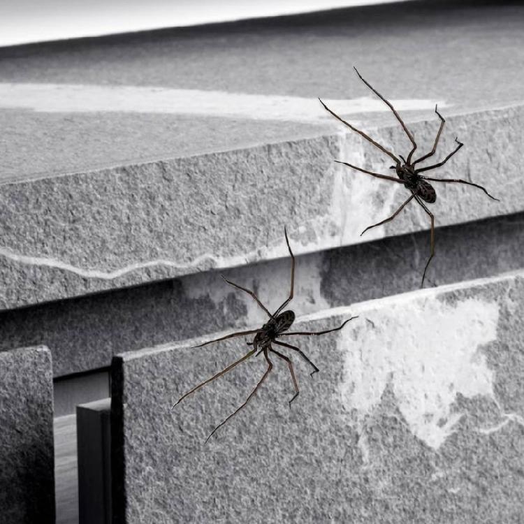 Magnetic Spiders Decoration Realistic Spiders Fridge Magnets Push Pin For Refrigerator Magnetic Board Decoration
