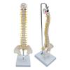 Spine for Classroom Display