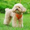 Reflective Dog-Harness With Leash Breathable Adjustable Nylon Pet-Harness Accesorios For Chihuahua Small Large Dog-Harness Vest