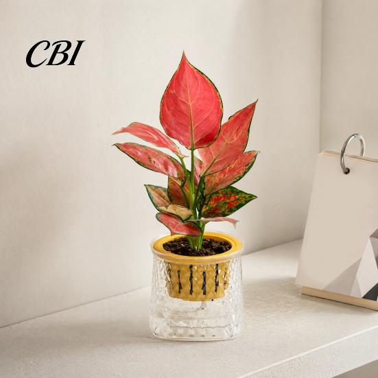 Breathable Root Planter Self Watering for Indoor Plants, Transparent Hydroponic Planter, Decorative Modern Home Office Decor Flowerpot with Wick Rope