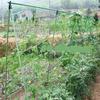1 Stuks Tuinplanten Klimnet Nylon Net Gloriebloem Klimplant Net Kweeknet