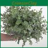Globulus Eucalyptus Plant Foliage For Home Enhancement Photography Prop