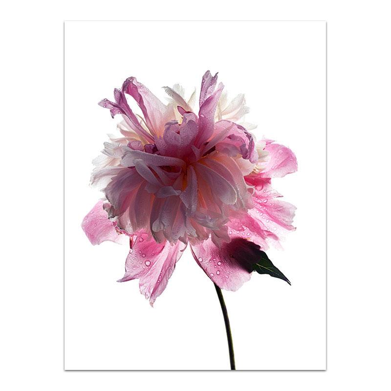 

Розовые постеры и принты с цветами Любовь Холст Живопись Лепесток Декоративная картина для комнаты девочки Настенное искусство Скандинавский декор Постер 21x30cm No Frame