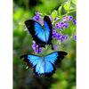 DIY Butterfly 5D Diamond Painting Full Round Drill Cross Ctitch Kits Animal Diamond Embroidery Mosaic Gift Wall Art Home Decor